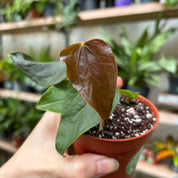 Anthurium 'Queen of Hearts'