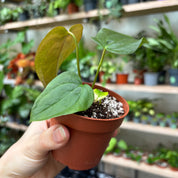 Anthurium 'Queen of Hearts'