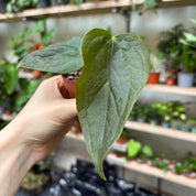 Anthurium 'Queen of Hearts'