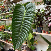 Anthurium Veitchii