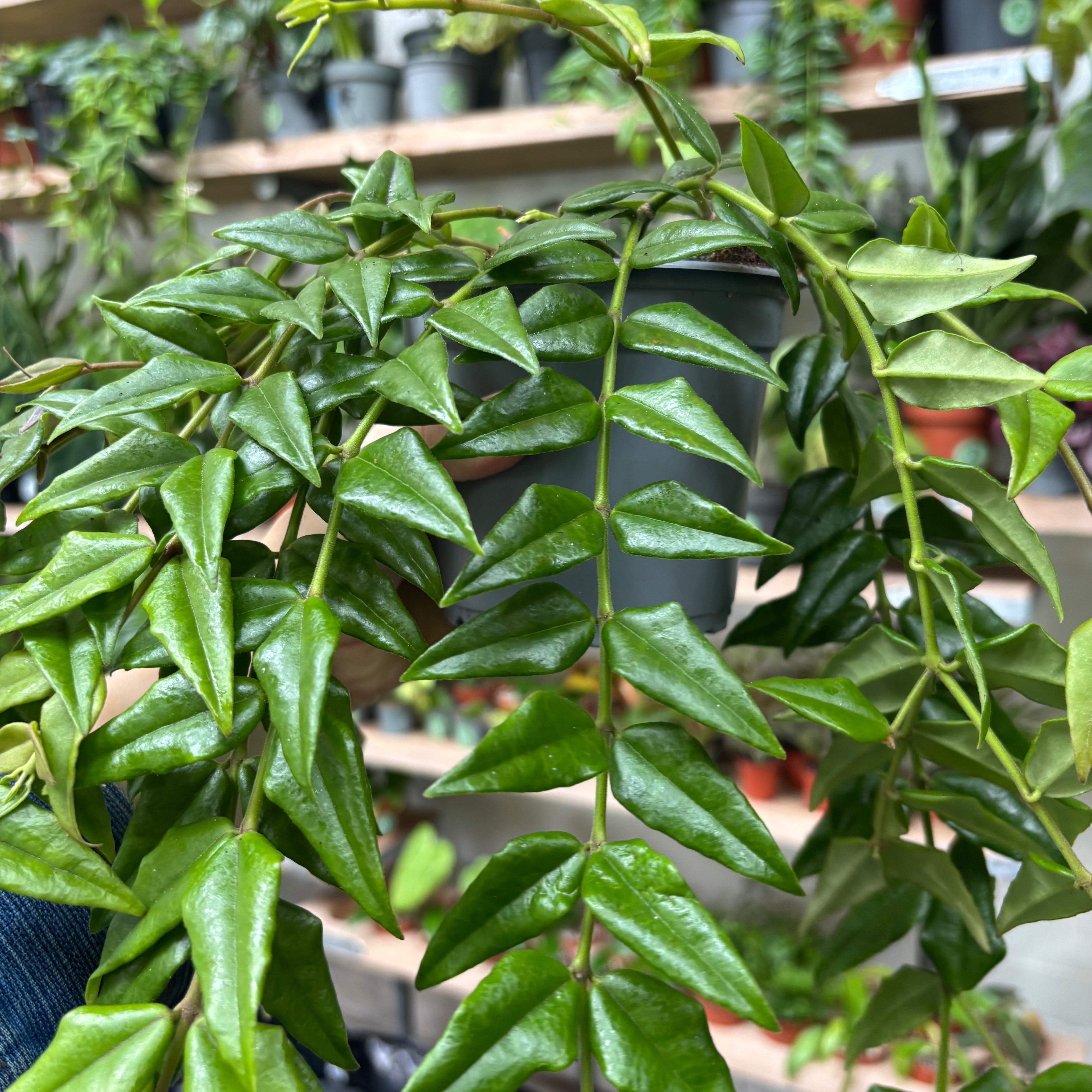 Hoya Bella
