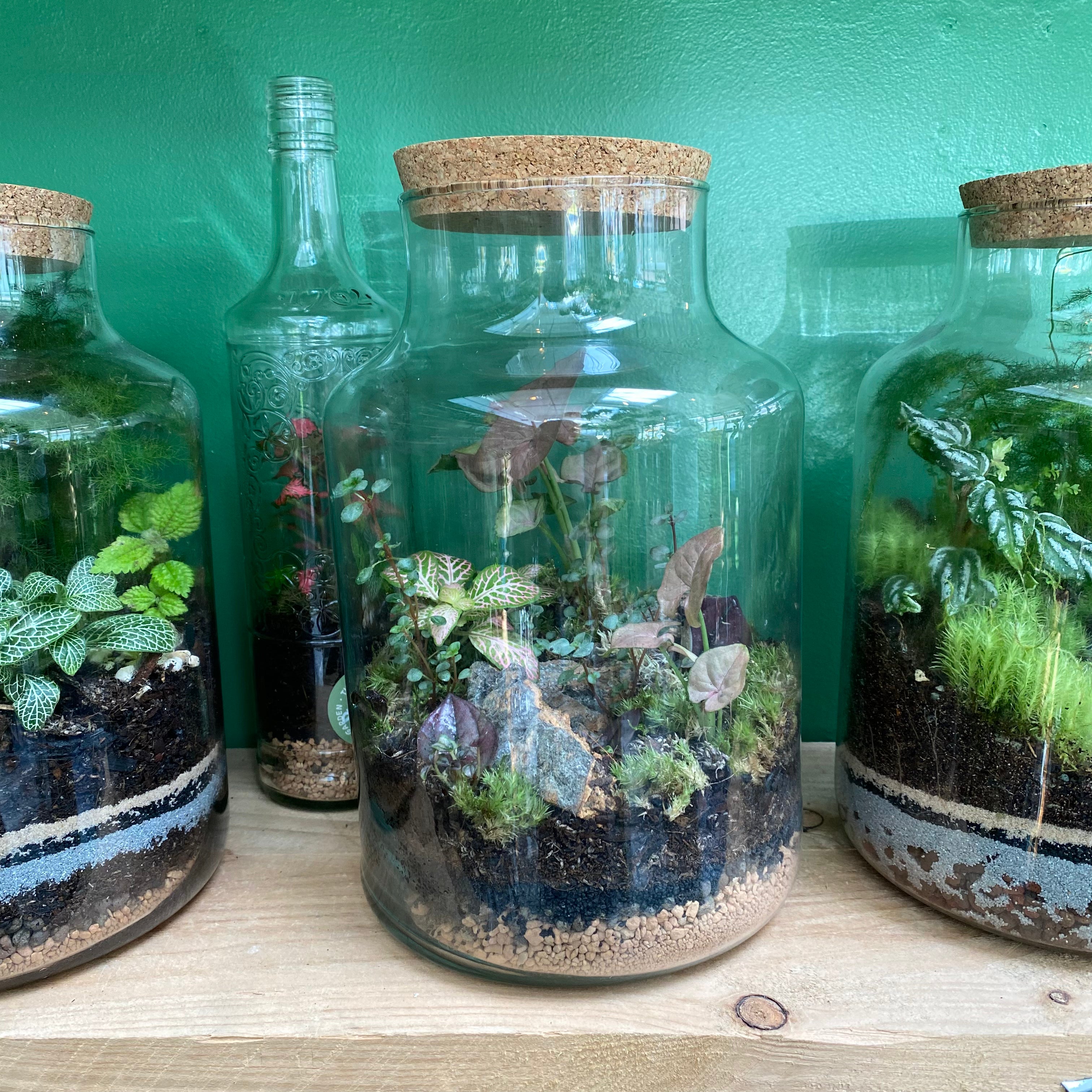 terrarium plants uk Terrariums – The Watered Garden