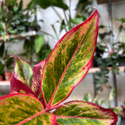 Aglaonema 'Red Fire'