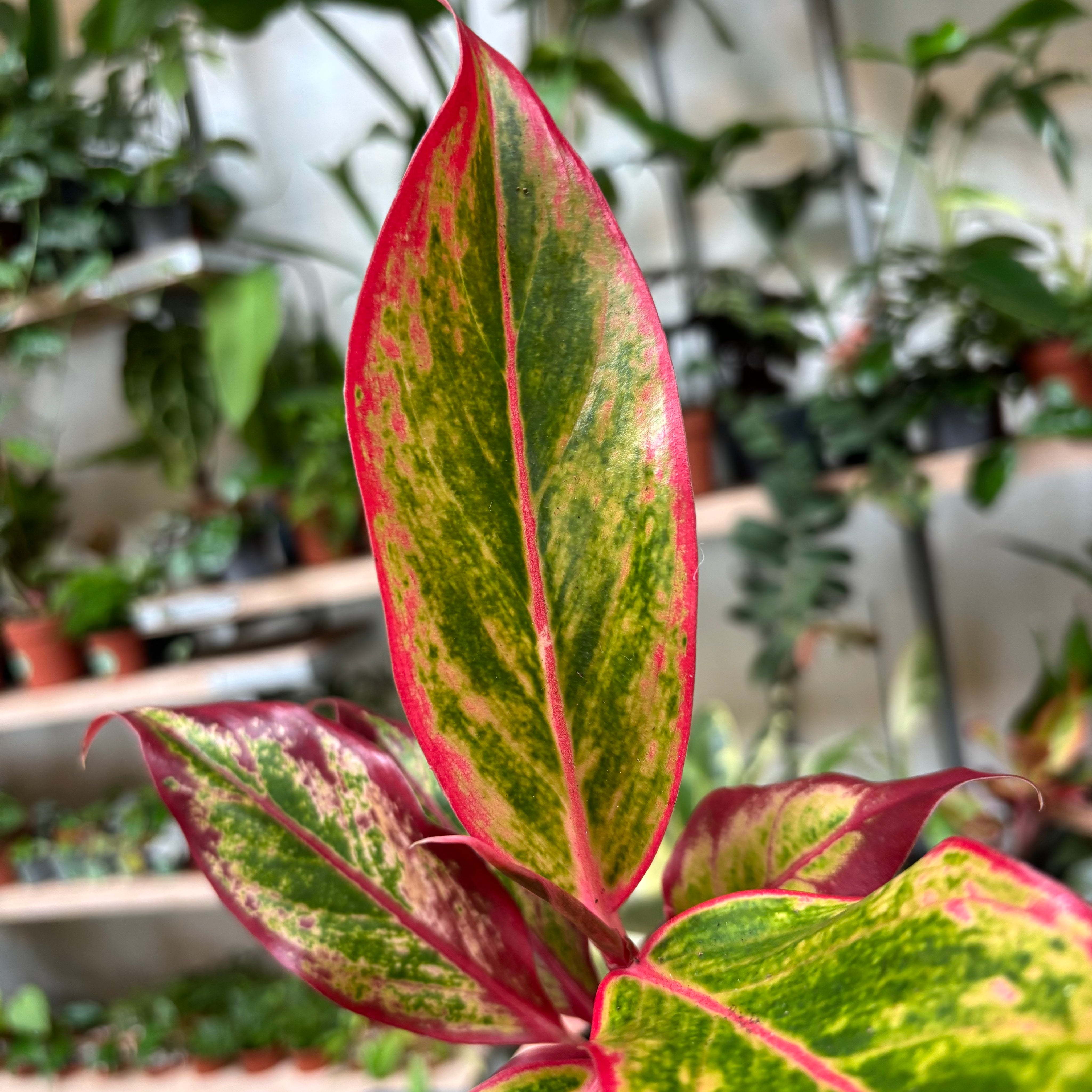 Aglaonema 'Red Fire'