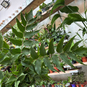 Cyrtomium Fortunei 'Holly Fern'