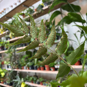 Cyrtomium Fortunei 'Holly Fern'