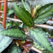 Pellionia Repens