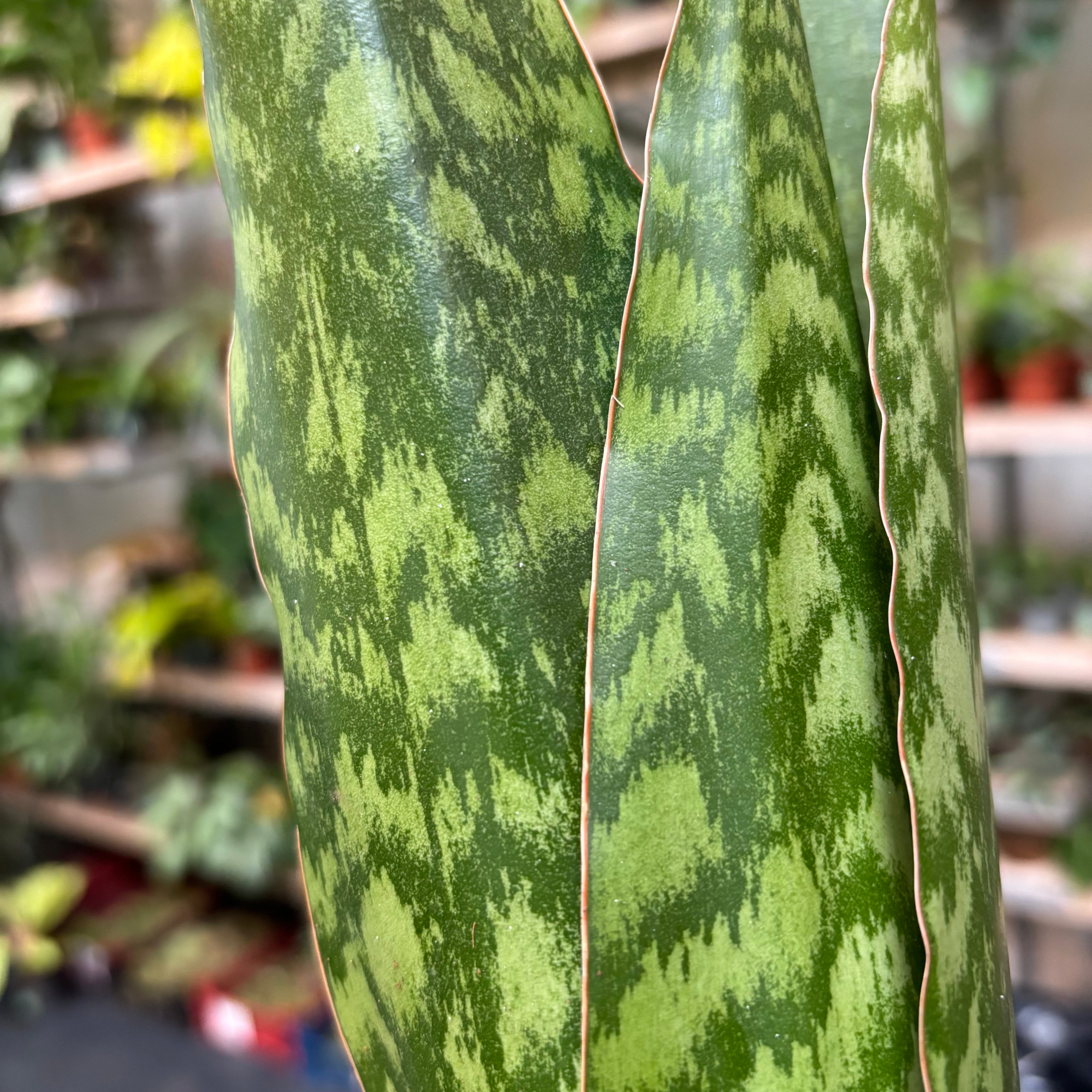 sansevieria queen Sansevieria 'Jamaiquina Queen'
