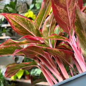 Aglaonema 'Red Fire'