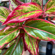 Aglaonema 'Red Fire'