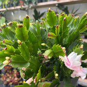 Schlumbergera Truncata