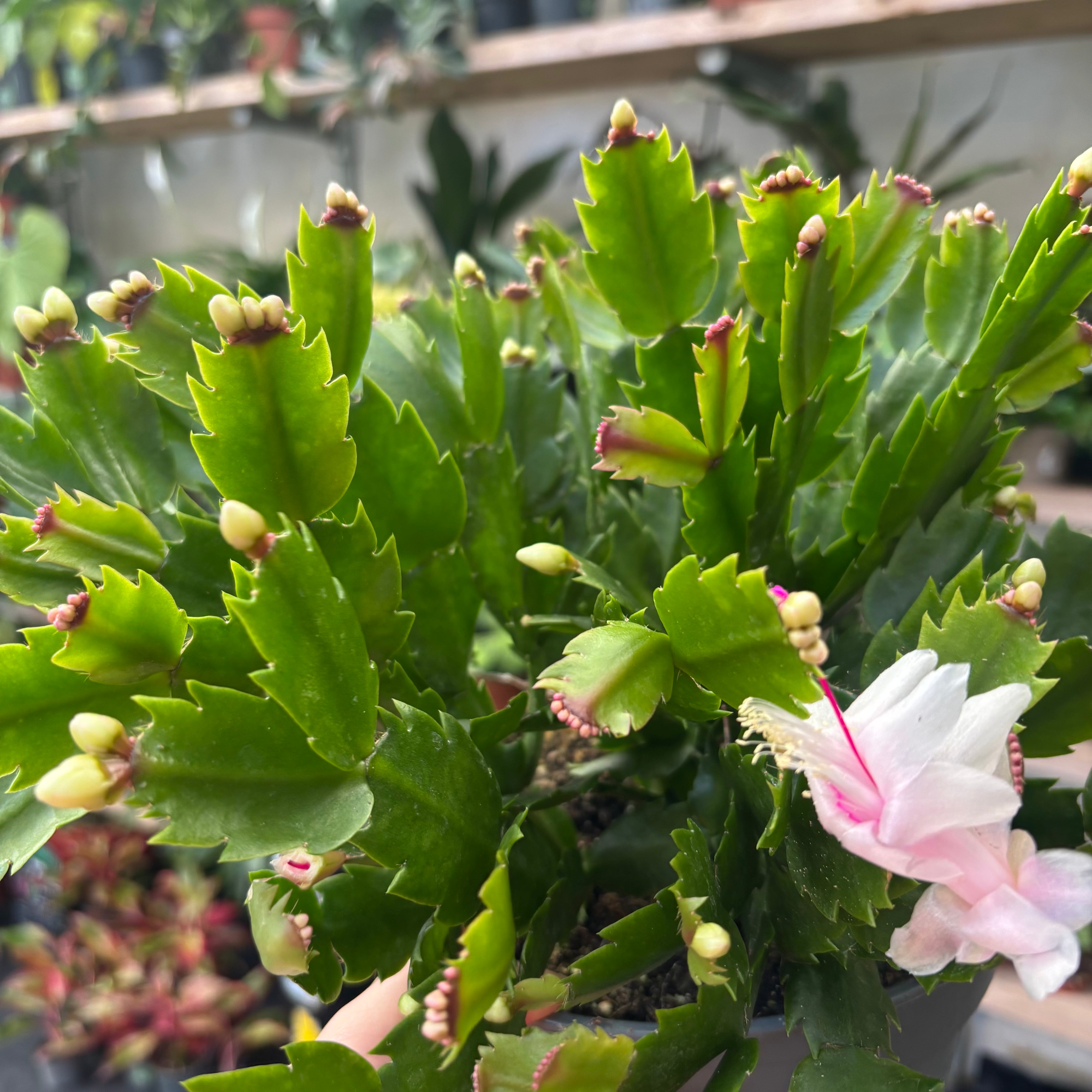 Schlumbergera Truncata