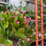 Schlumbergera Truncata