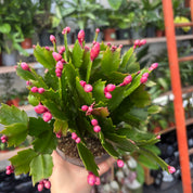 Schlumbergera Truncata