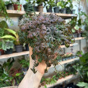 Selaginella Uncinata 'Patina'