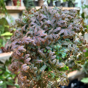 Selaginella Uncinata 'Patina'