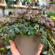 Selaginella Uncinata 'Patina'