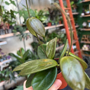 Hoya Vangviengiensis