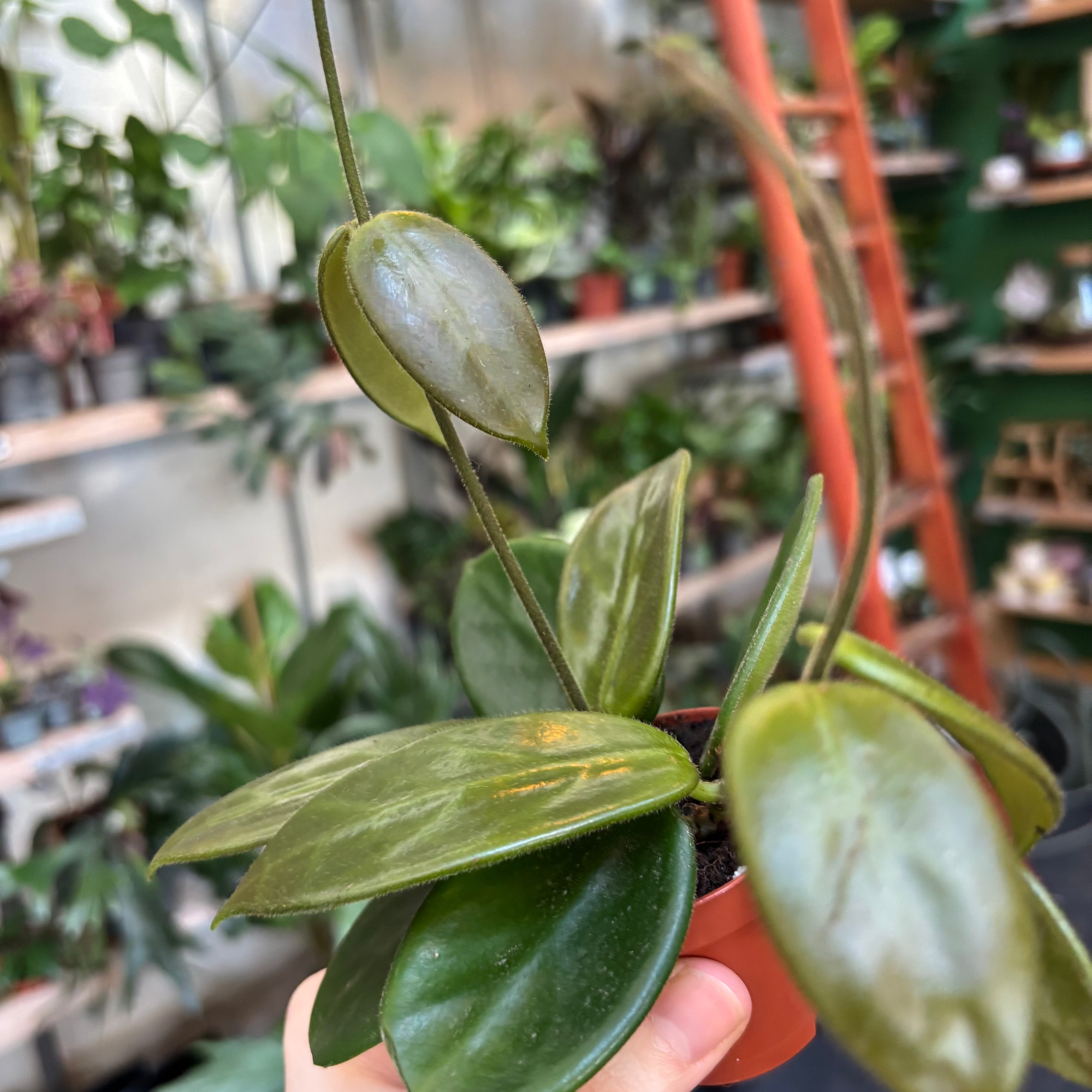 Hoya Vangviengiensis