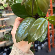 Hoya Vangviengiensis