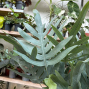 Phlebodium Aureum 'Blue Star'