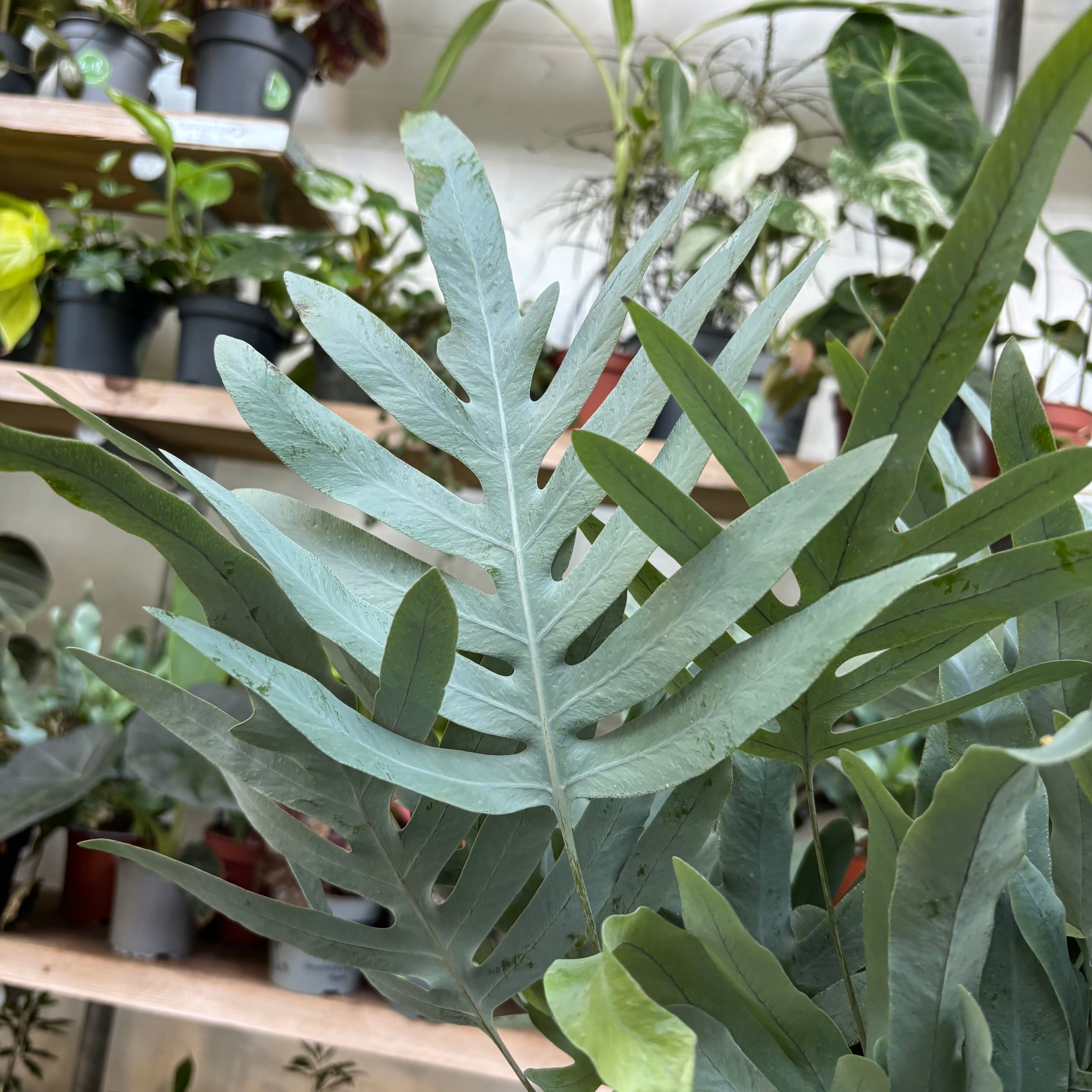 Phlebodium Aureum 'Blue Star'