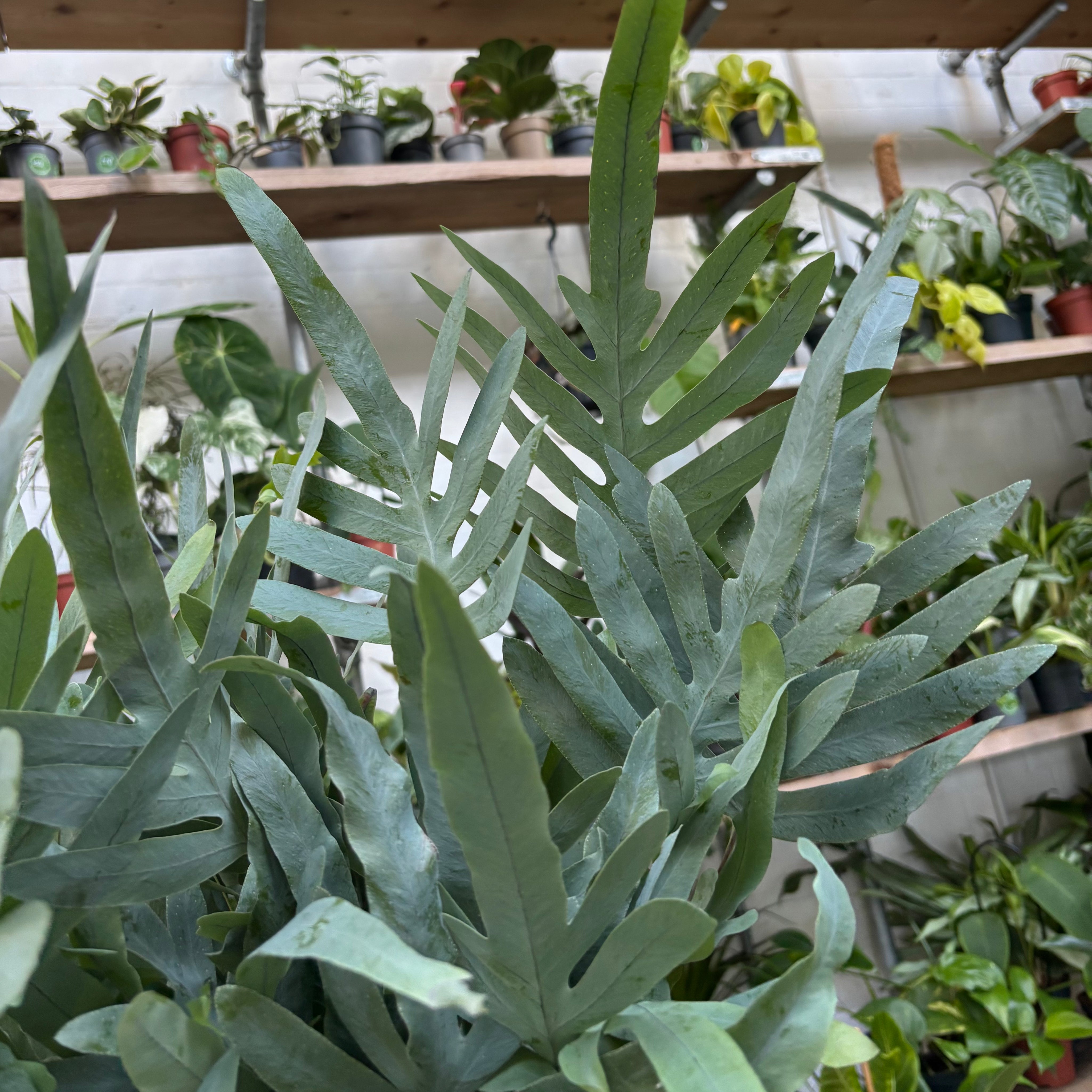 Phlebodium Aureum 'Blue Star'