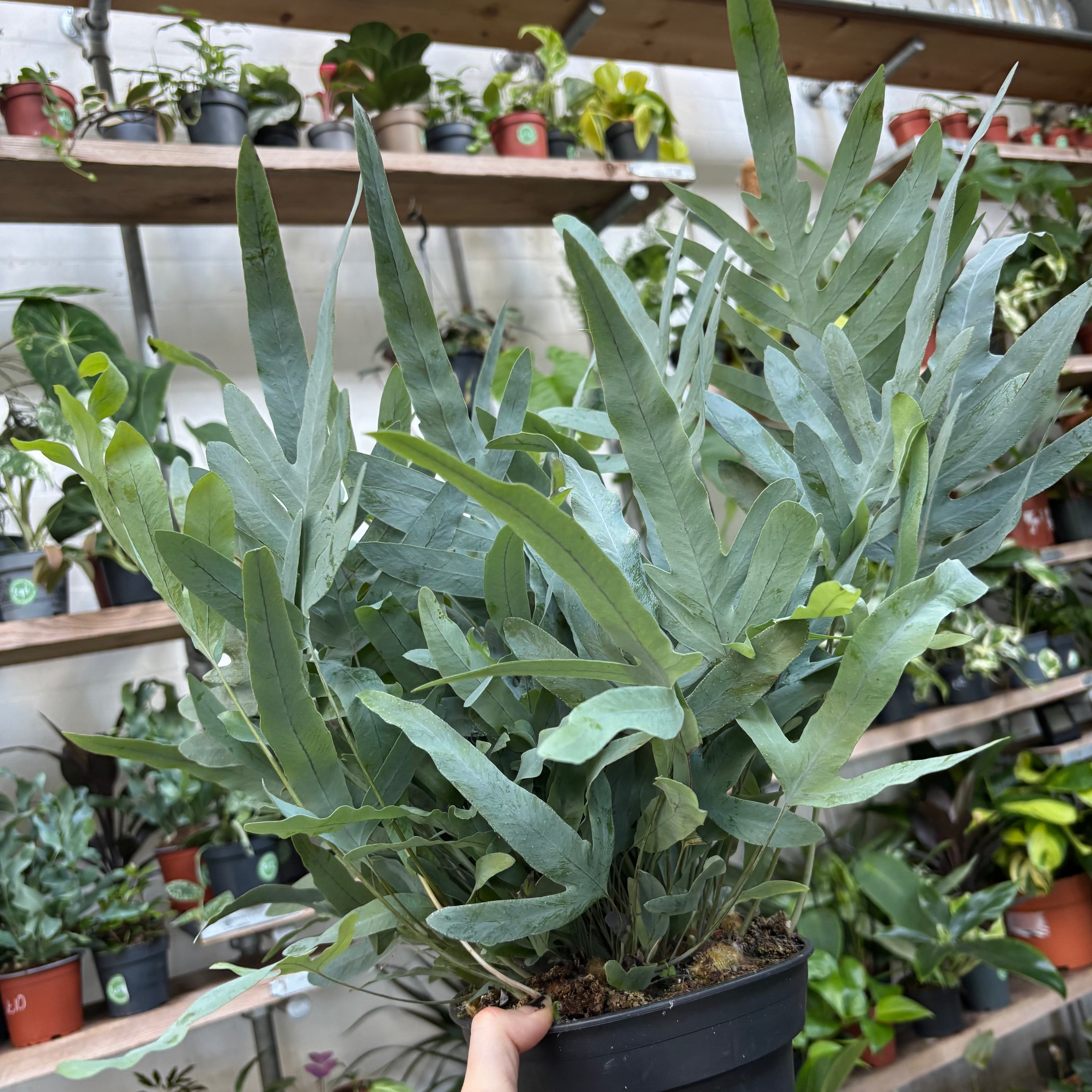 Phlebodium Aureum 'Blue Star'