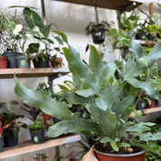 Phlebodium Aureum 'Blue Star'