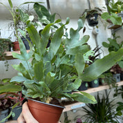 Phlebodium Aureum 'Blue Star'