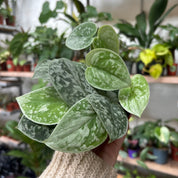 Scindapsus Pictus 'Silvery Ann'