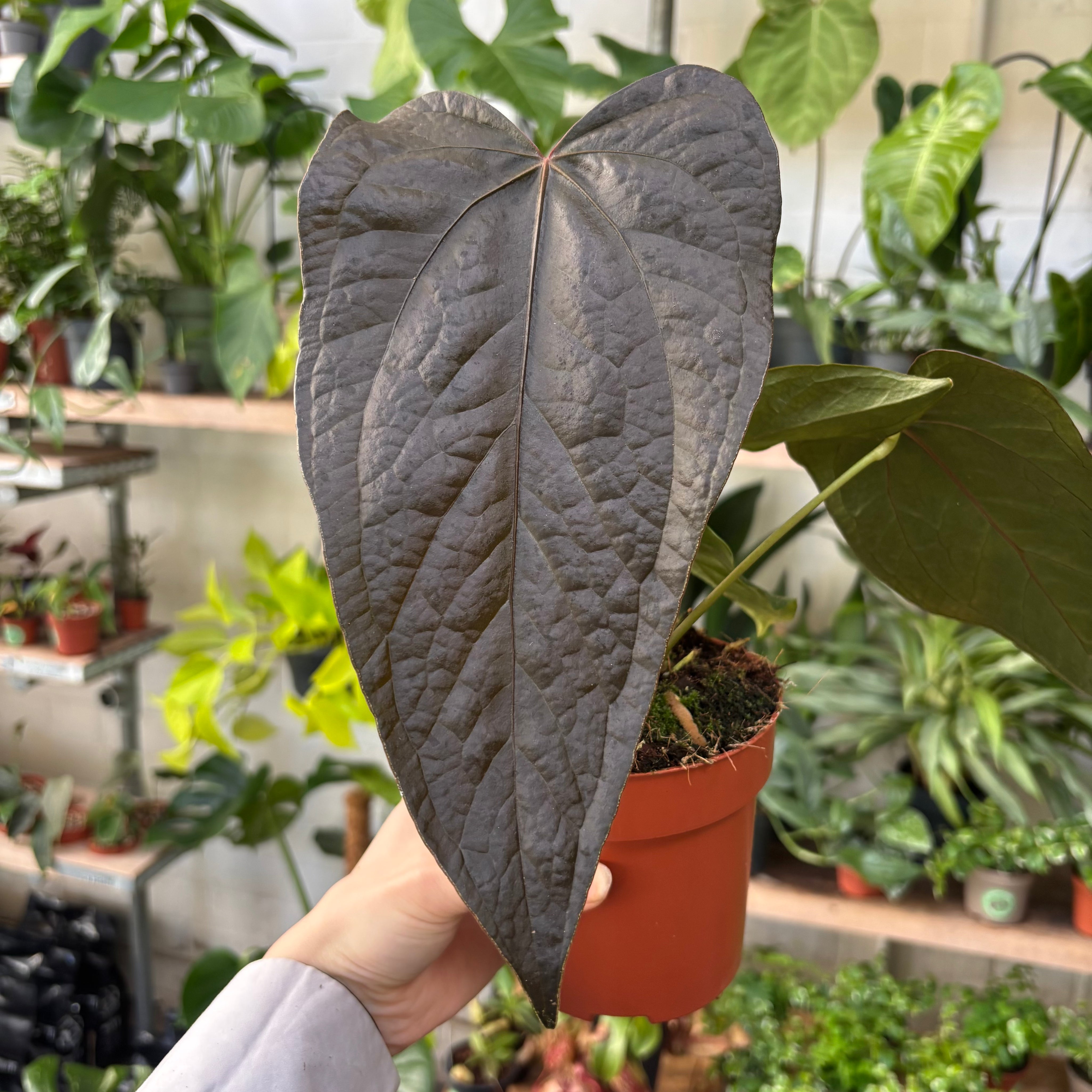 Anthurium 'Queen of Hearts'