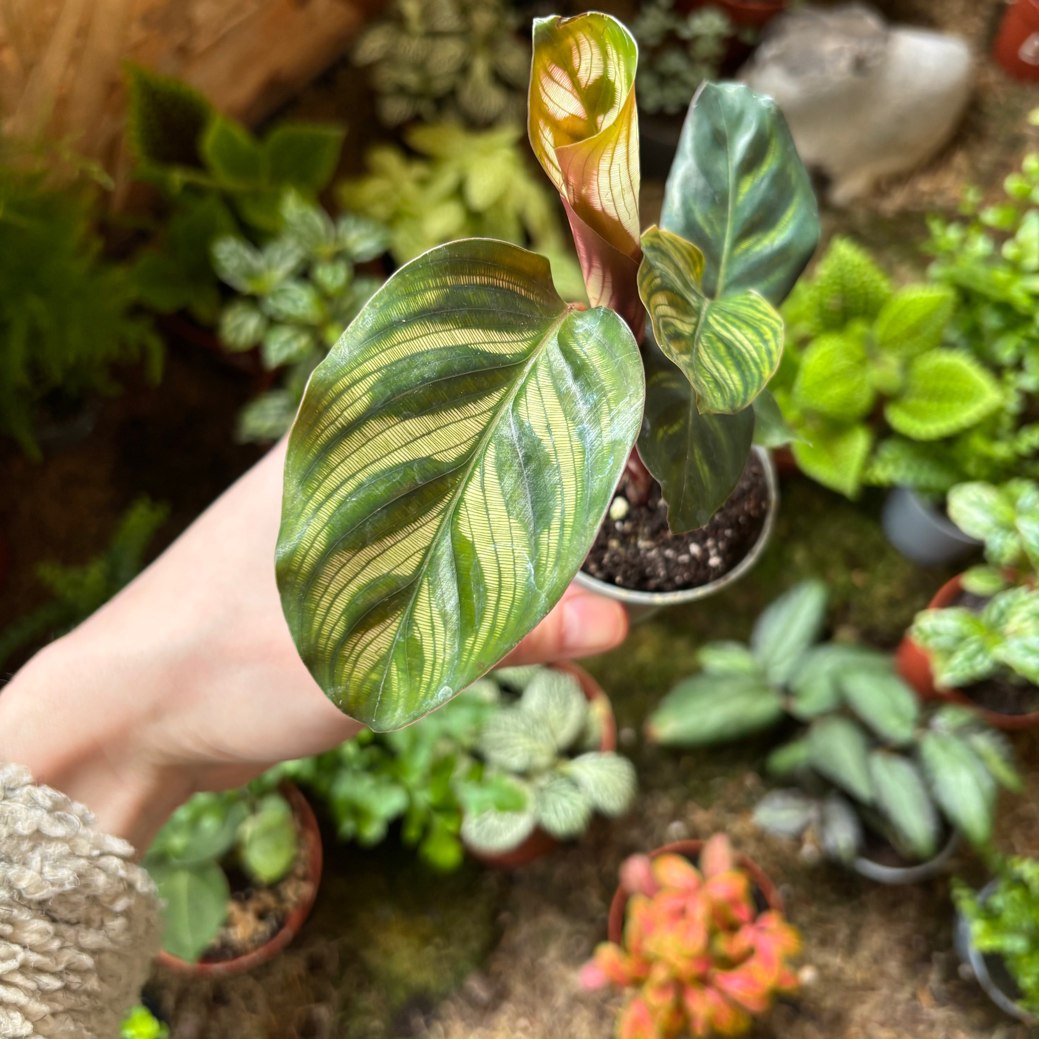 Calathea Makoyana