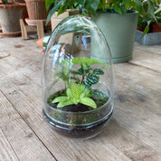 Terrariums