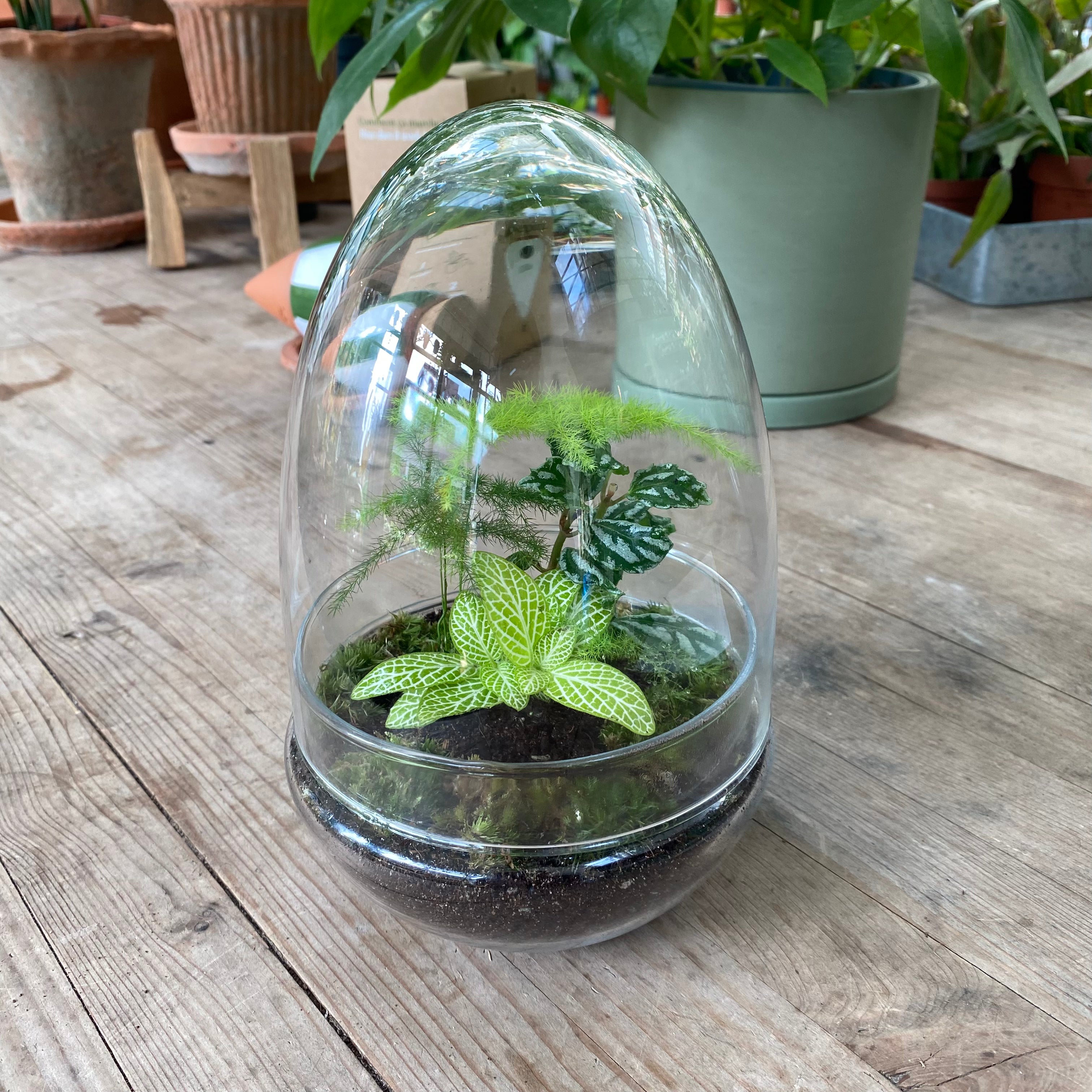 Terrariums