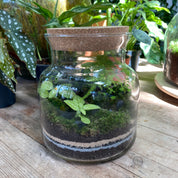 Terrariums