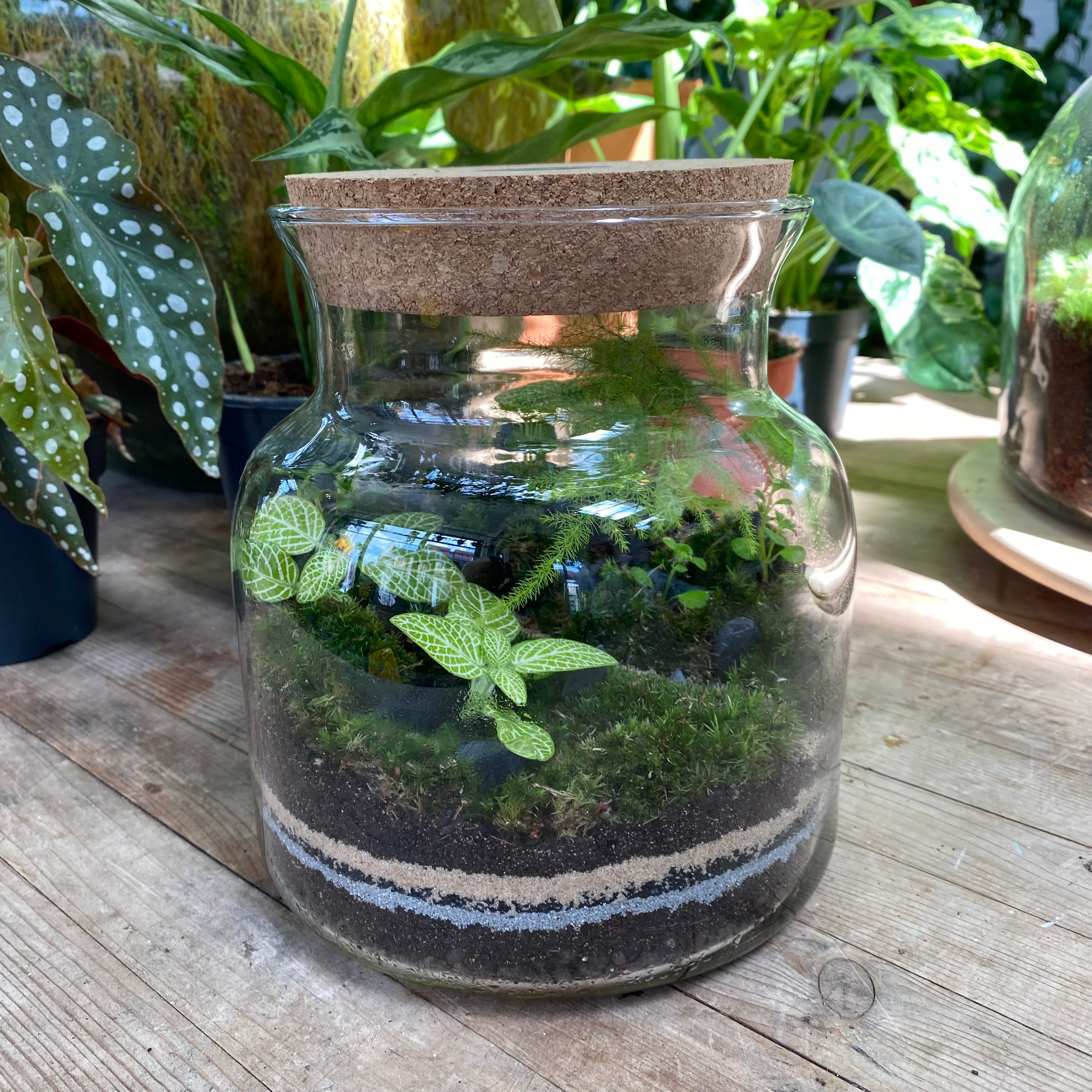 Terrariums