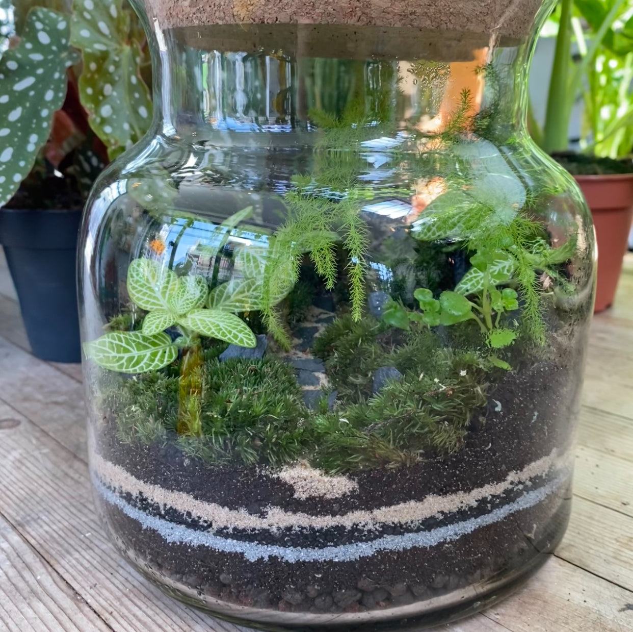 Terrariums