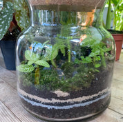 Terrariums