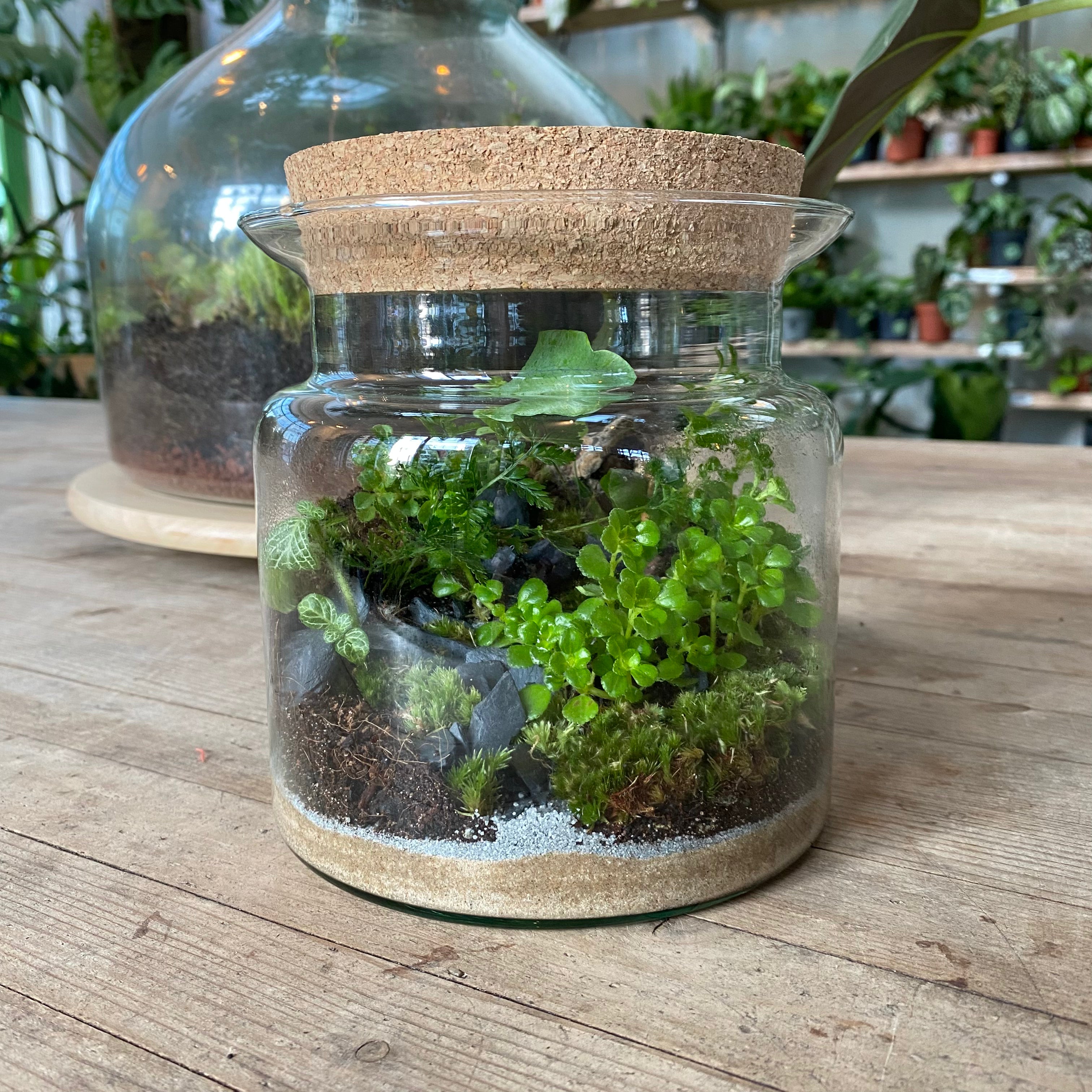 Terrariums