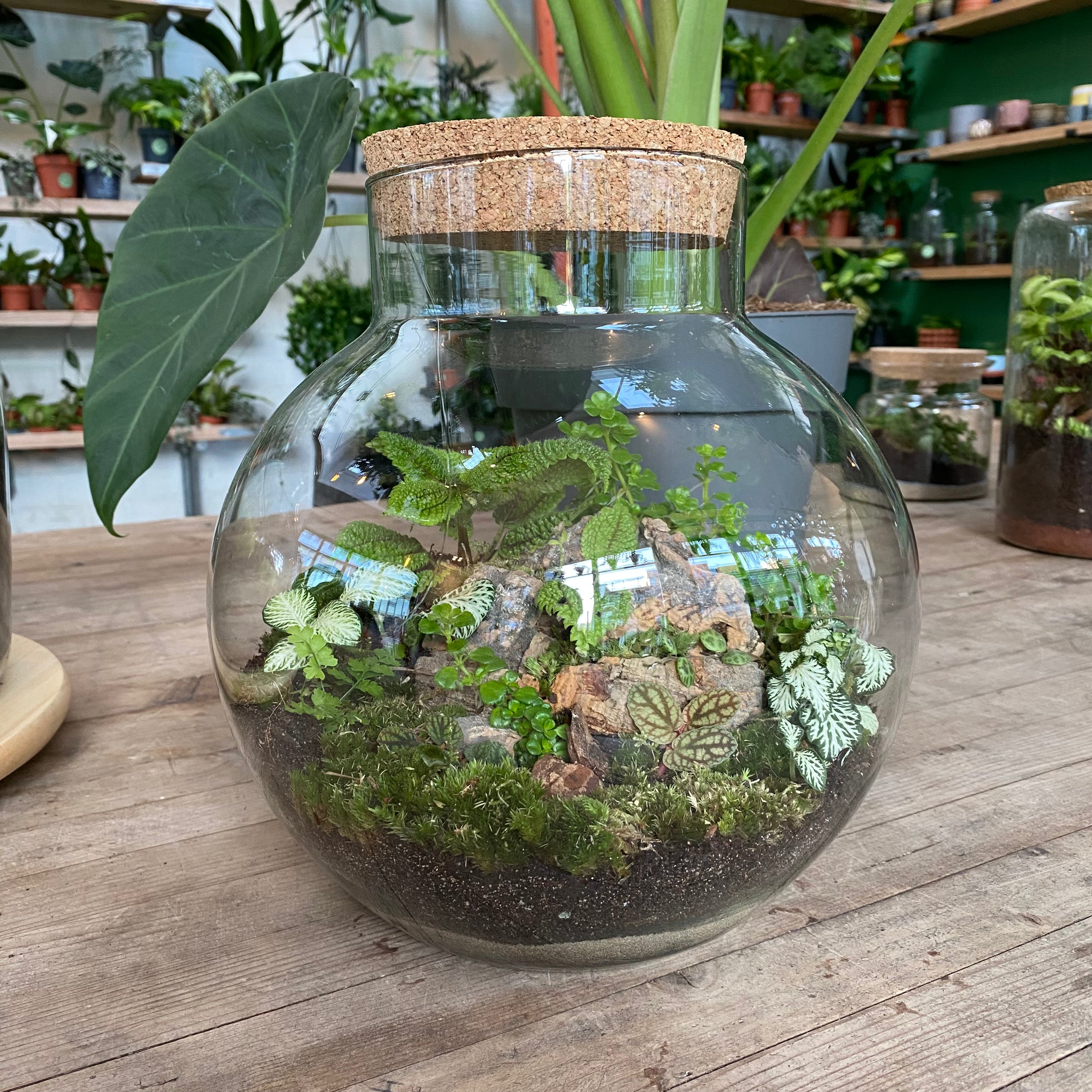 Terrariums