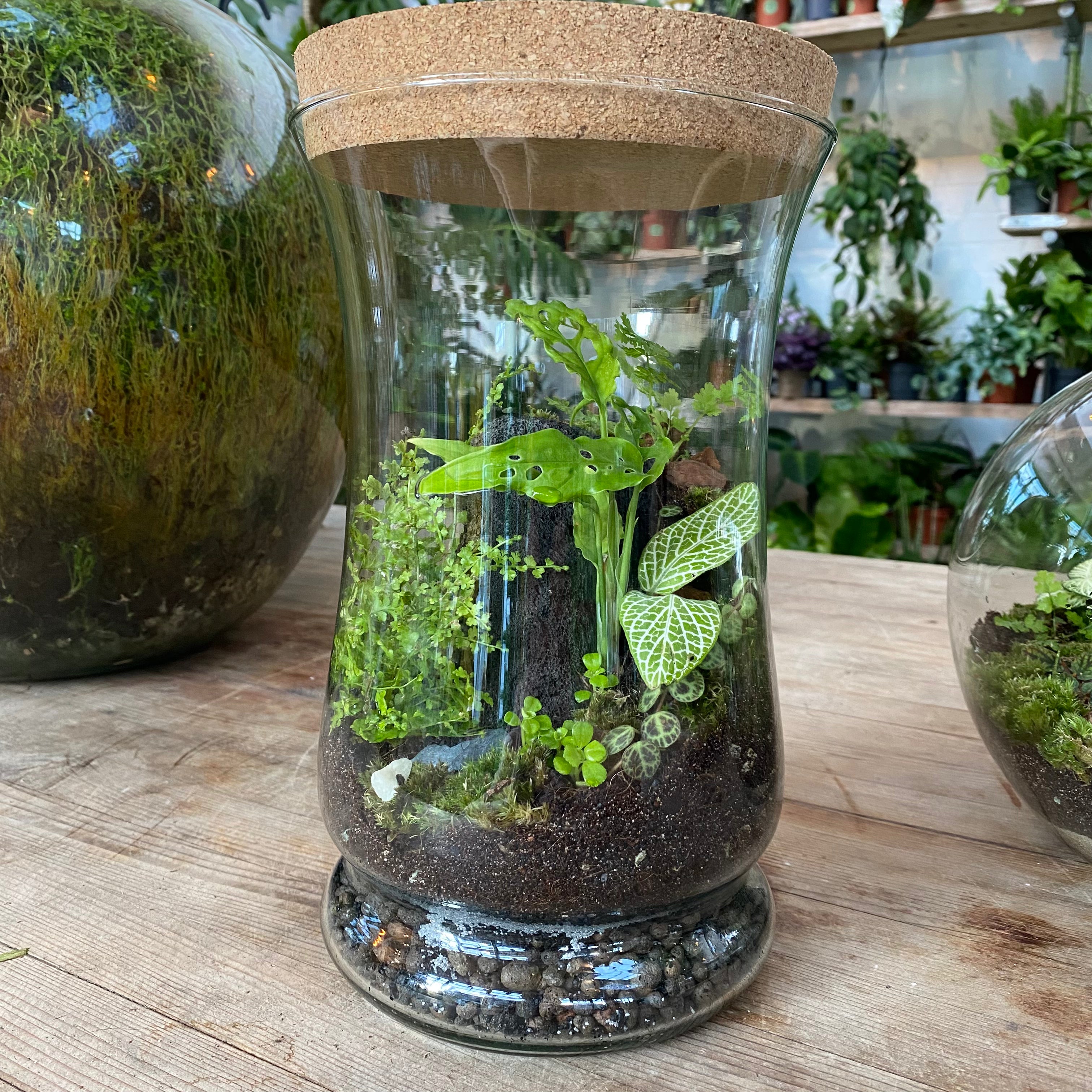 Terrariums