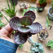 Kalanchoe Humilis in 5-7cm pot at The Watered Garden