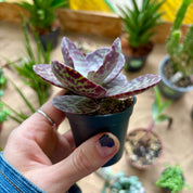 Kalanchoe Humilis in 5-7cm pot at The Watered Garden