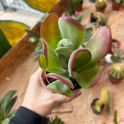 Kalanchoe Luciae 'Oricula'