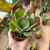 Kalanchoe Luciae 'Oricula'