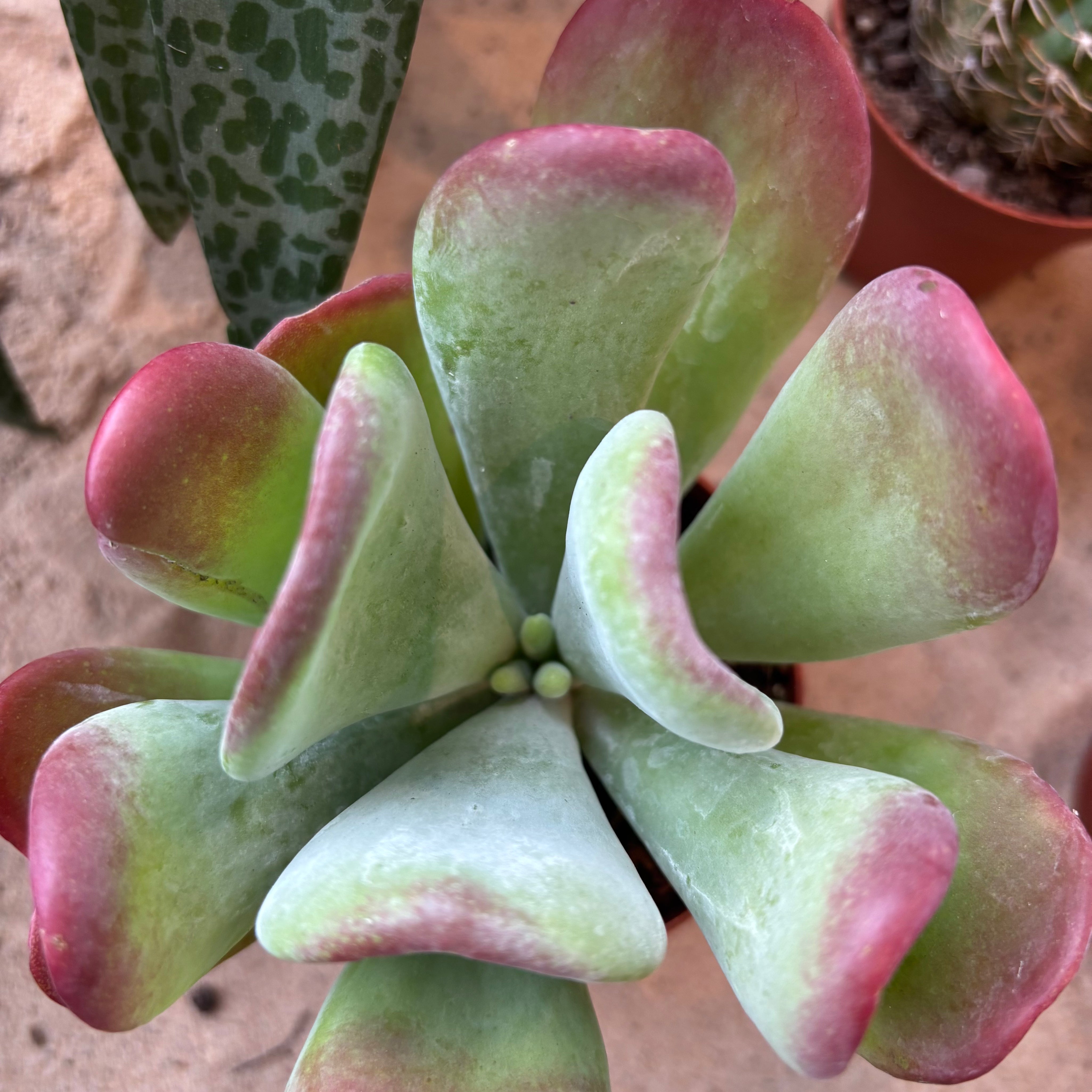 Kalanchoe Luciae 'Oricula'