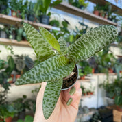 Ledebouria Socialis
