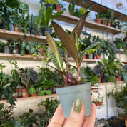 Ledebouria Socialis