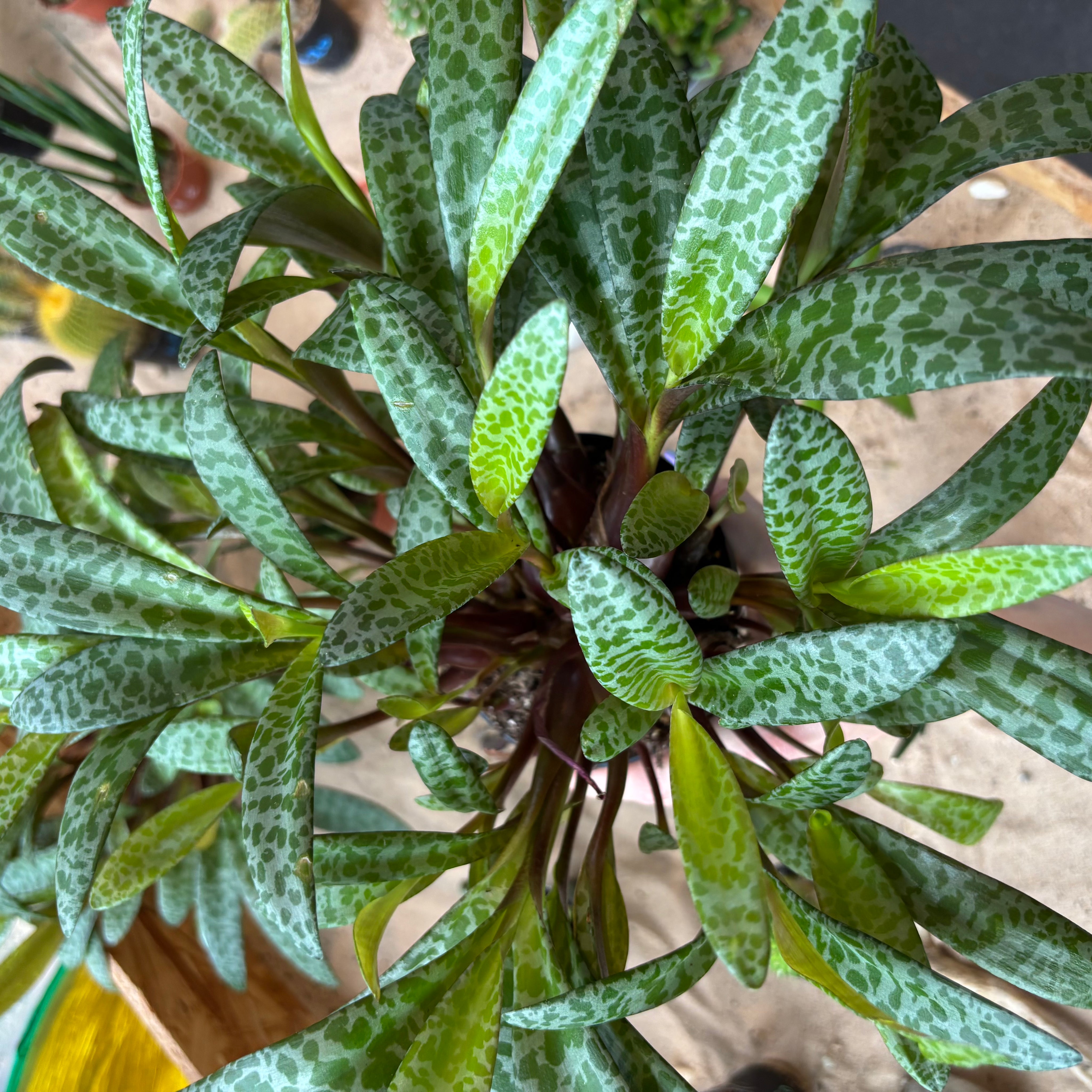 Ledebouria Socialis